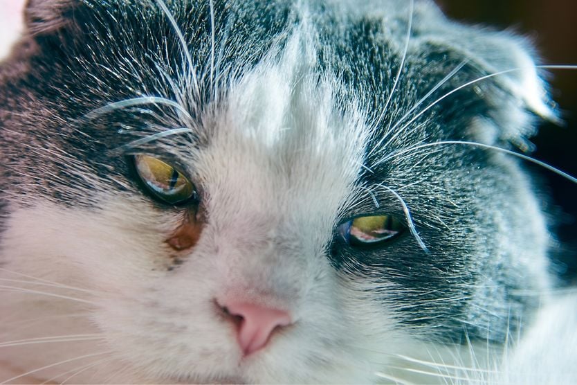 5 reasons your cat’s eyes may be watering cat with watery eyes