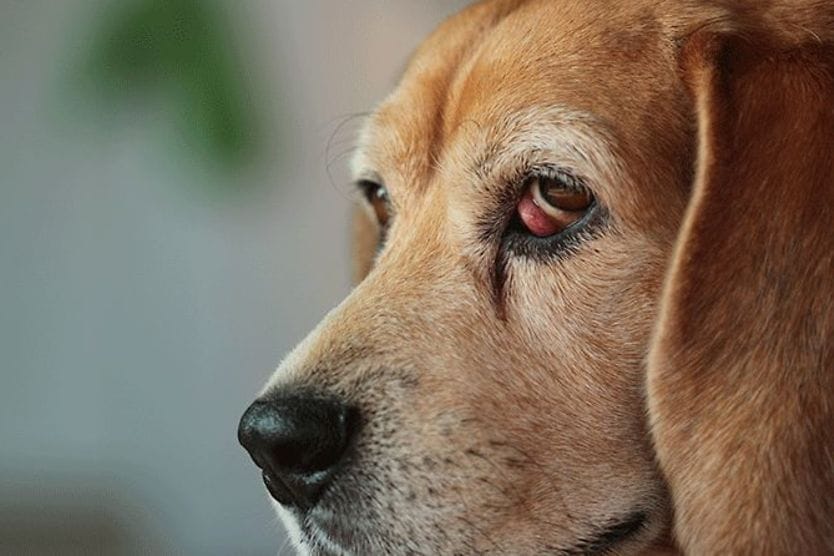 Cherry eye in dogs: Causes, stages and treatment cherry eye on a dog
