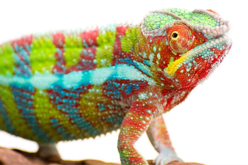10 animals with unique or crazy eyes crazy animal eyes - chameleon