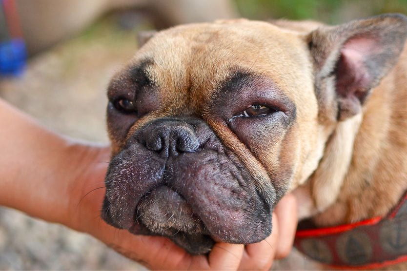 Why is my dog’s eye swollen? French bulldog with swollen eyes