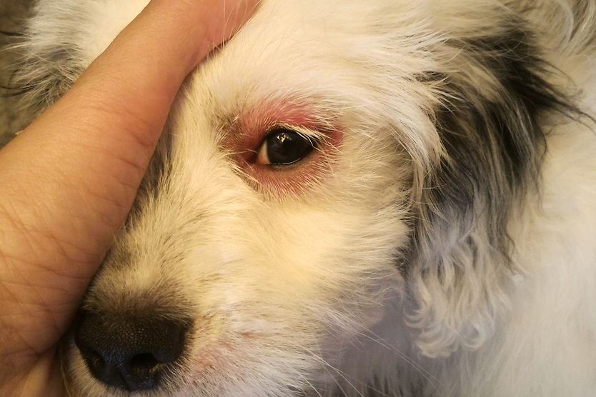 Can dogs get pink eye? dog with pink eye