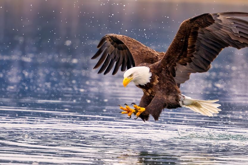 What is eagle eye vision? Bald eagle on tree stump