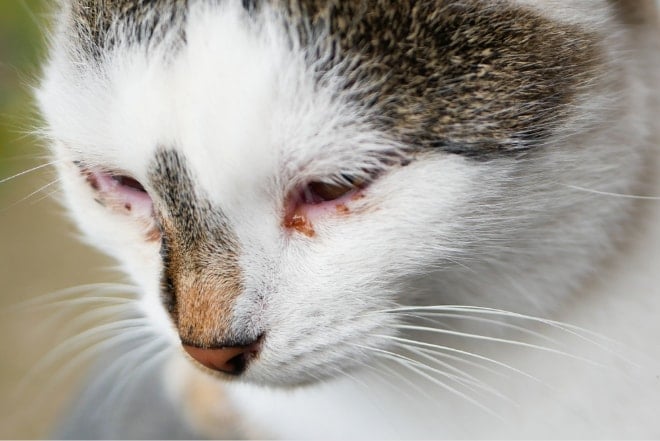 What causes eye discharge in cats?