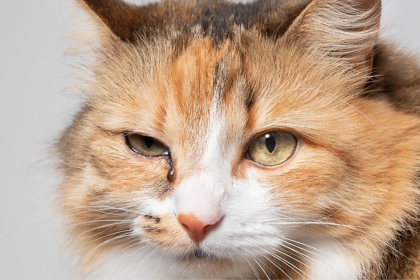 What causes eye discharge in cats? cat with eye discharge in one eye