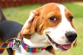 What causes eye discharge in dogs?