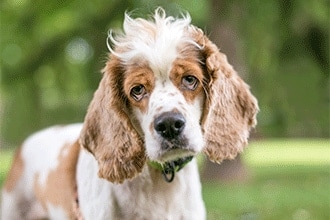 What causes eye discharge in dogs? What causes eye discharge in dogs?