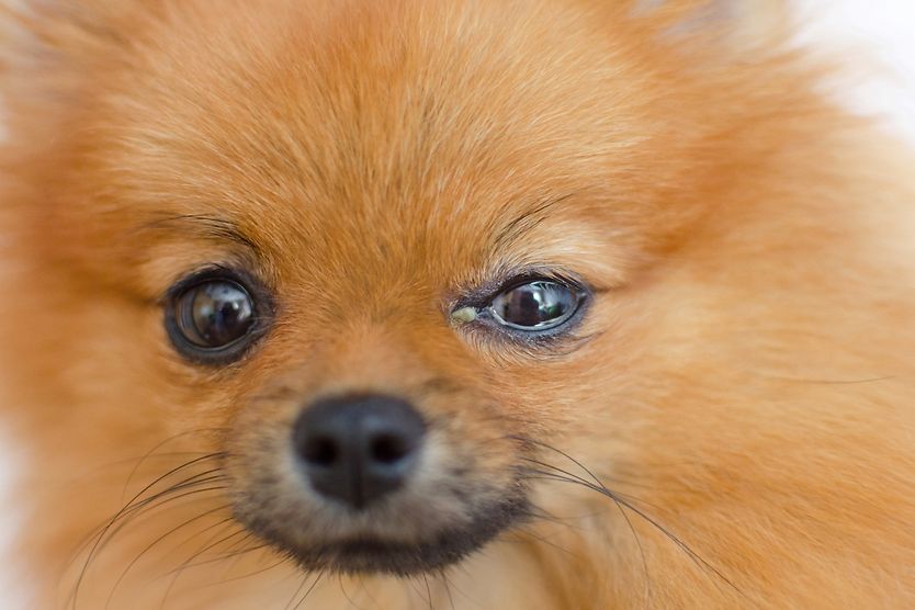 What causes eye discharge in dogs? A Pomeranian dog with eye discharge