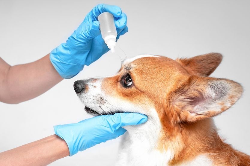 What eye drops are used for dogs? dog getting eye drops put into its eye