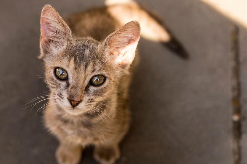 FIP: Feline Infectious Peritonitis cat diagnosed with FIP (Feline Infectious Peritonitis)