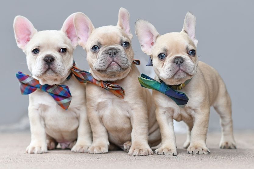 12 genetic eye conditions in dogs: An overview 3 french bulldogs