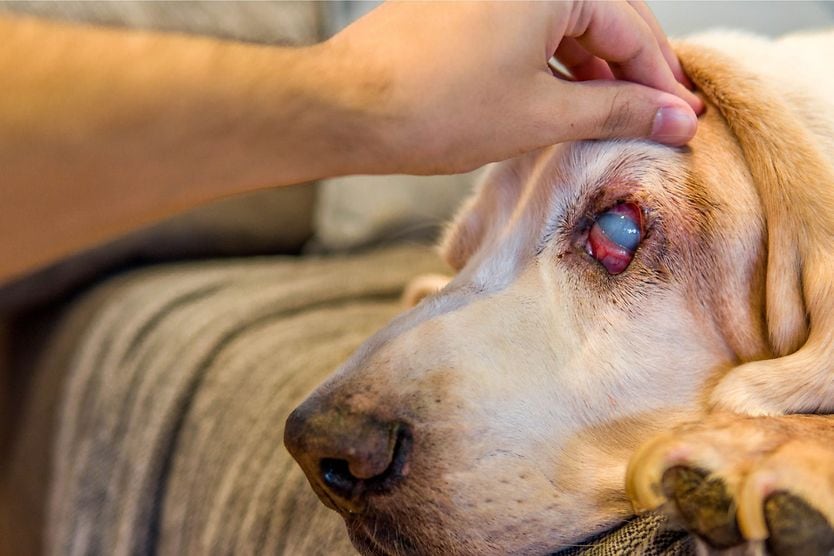 Glaucoma in dogs: Symptoms, causes, treatment and costs dog with glaucoma
