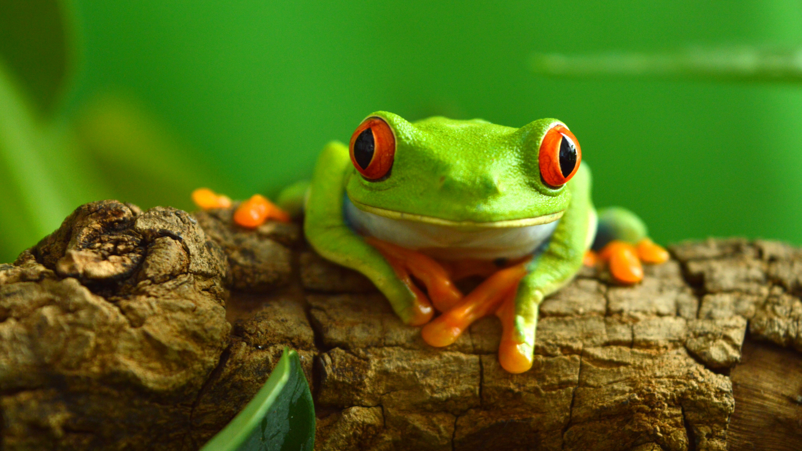 closeup of a frog and its eyes