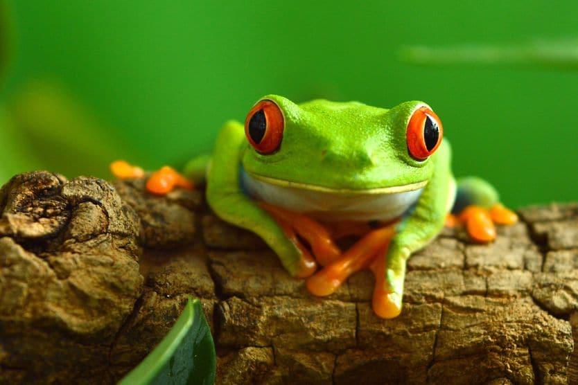 Animals see a world that’s completely invisible to our eyes closeup of a frog and its eyes