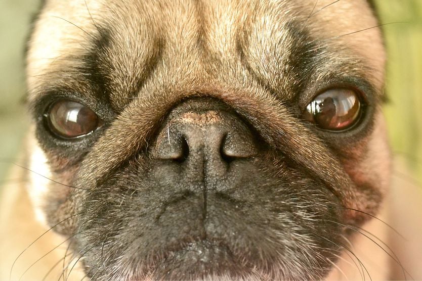 Pigmentary keratitis in dogs: Causes, symptoms and treatment closeup of a pug's eye with pigmentary keratitis
