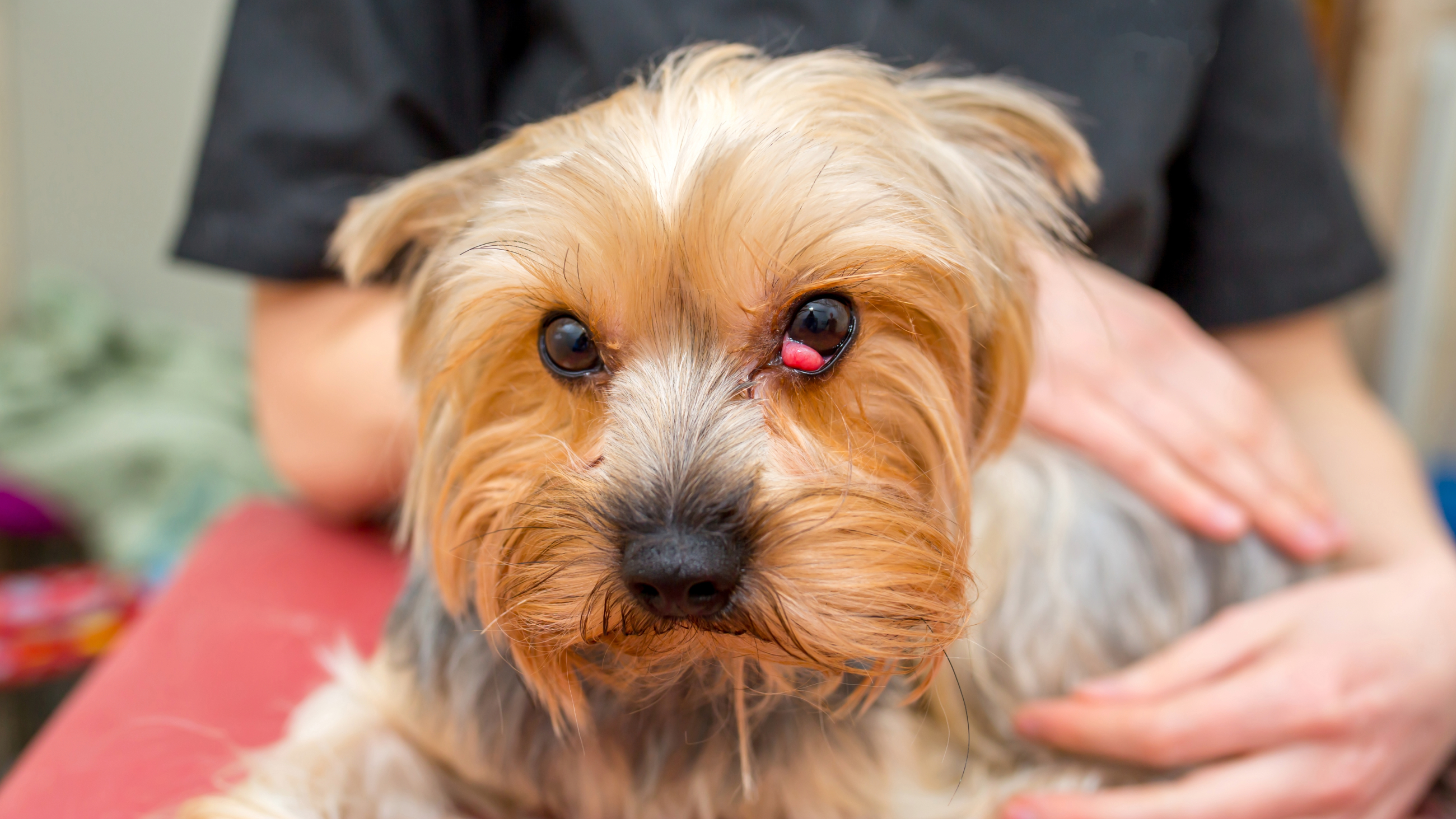 dog with a visible third eyelid
