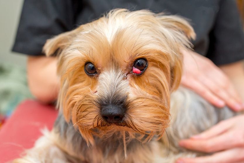 Anatomy & function of a dog’s third eyelid dog with a visible third eyelid