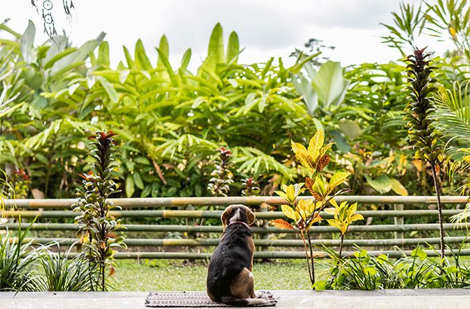 A guide to caring for a blind or vision-impaired dog