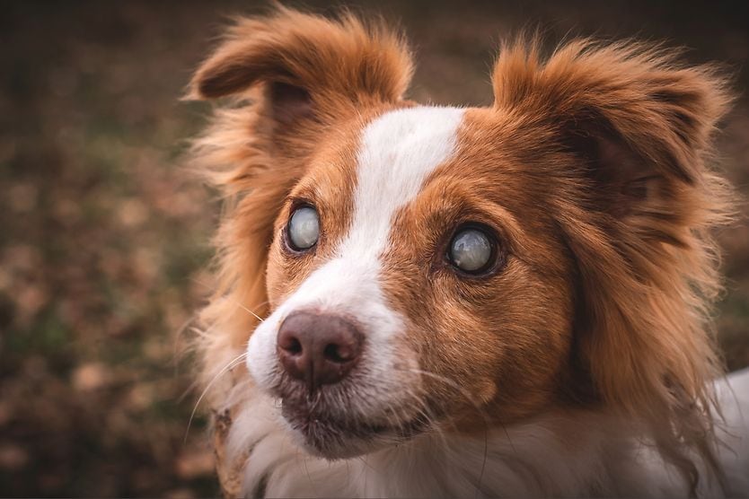 A guide to caring for a blind or vision-impaired dog person holding a blind or visually impaired dog