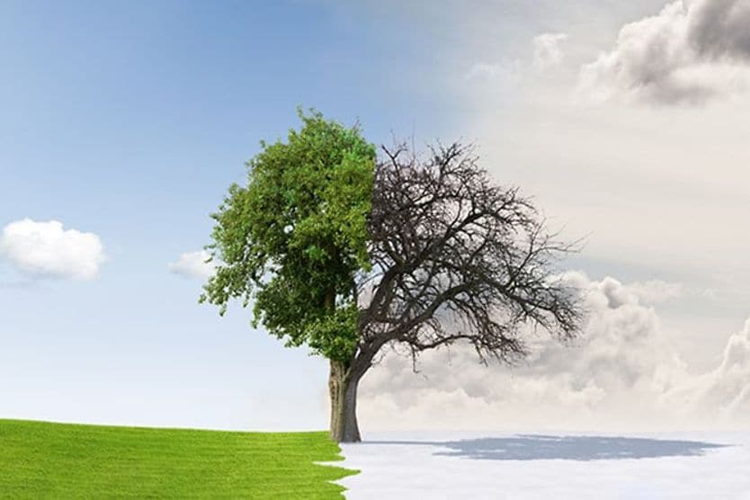 How hot and cold weather affect contact lenses A tree separated by winter and summer weather