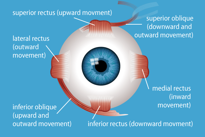 Strabismus Surgery Strabismus Surgery