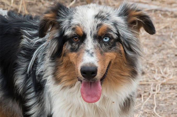 Australian Shepherd dog with heterochromia