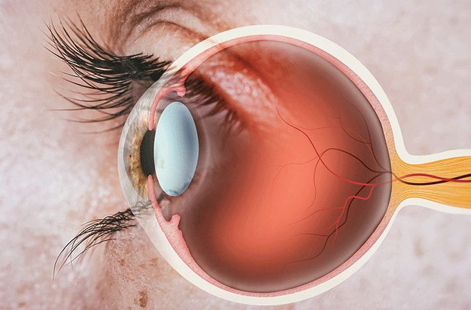 profile view of the eye and cornea