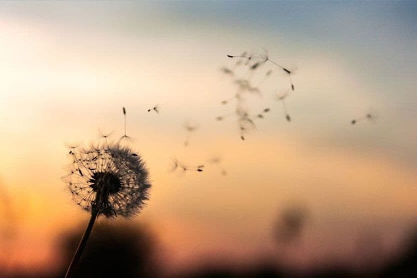 bunga liar dandelion