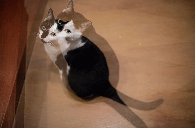 diplopia (double vision) of a cat