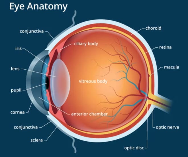 eye anatomy