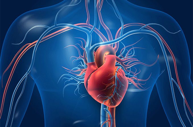 illustration of blood vessels connecting to the heart