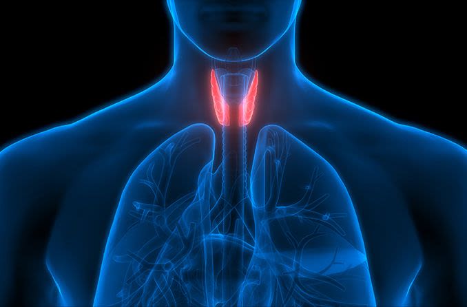 illustration of the thyroid gland in the human body