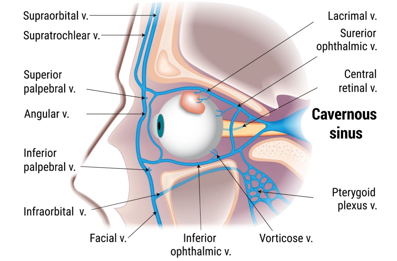 Cavernous sinus