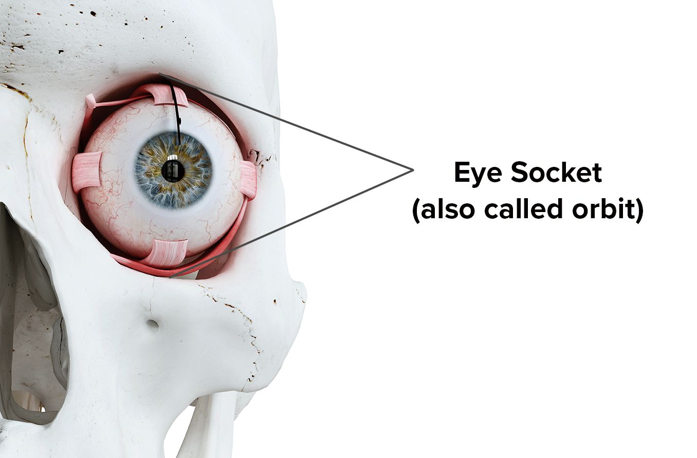 diagram showing the eye socket (orbit) on a human skull