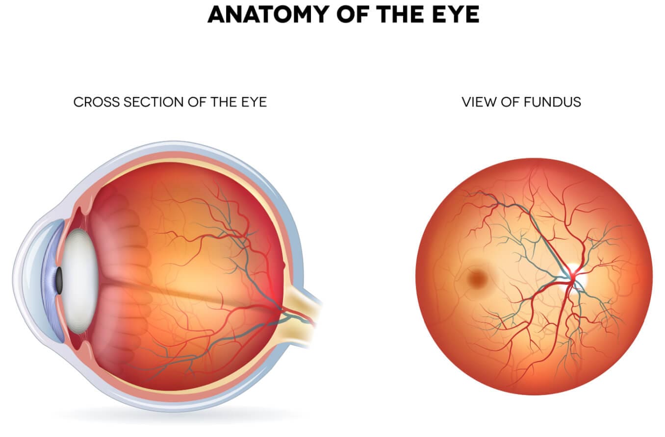 Illustration of the fundus