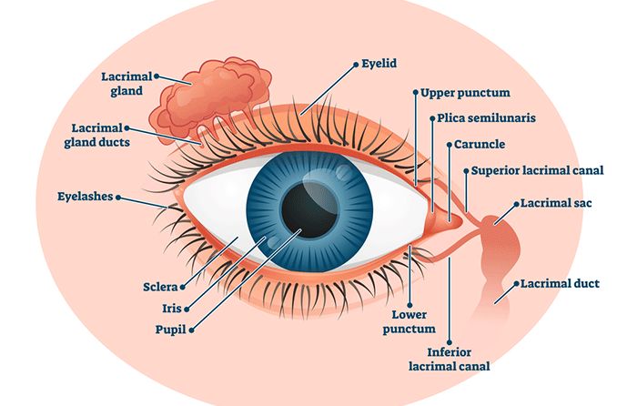 illustration of the lacrimal gland above the eye