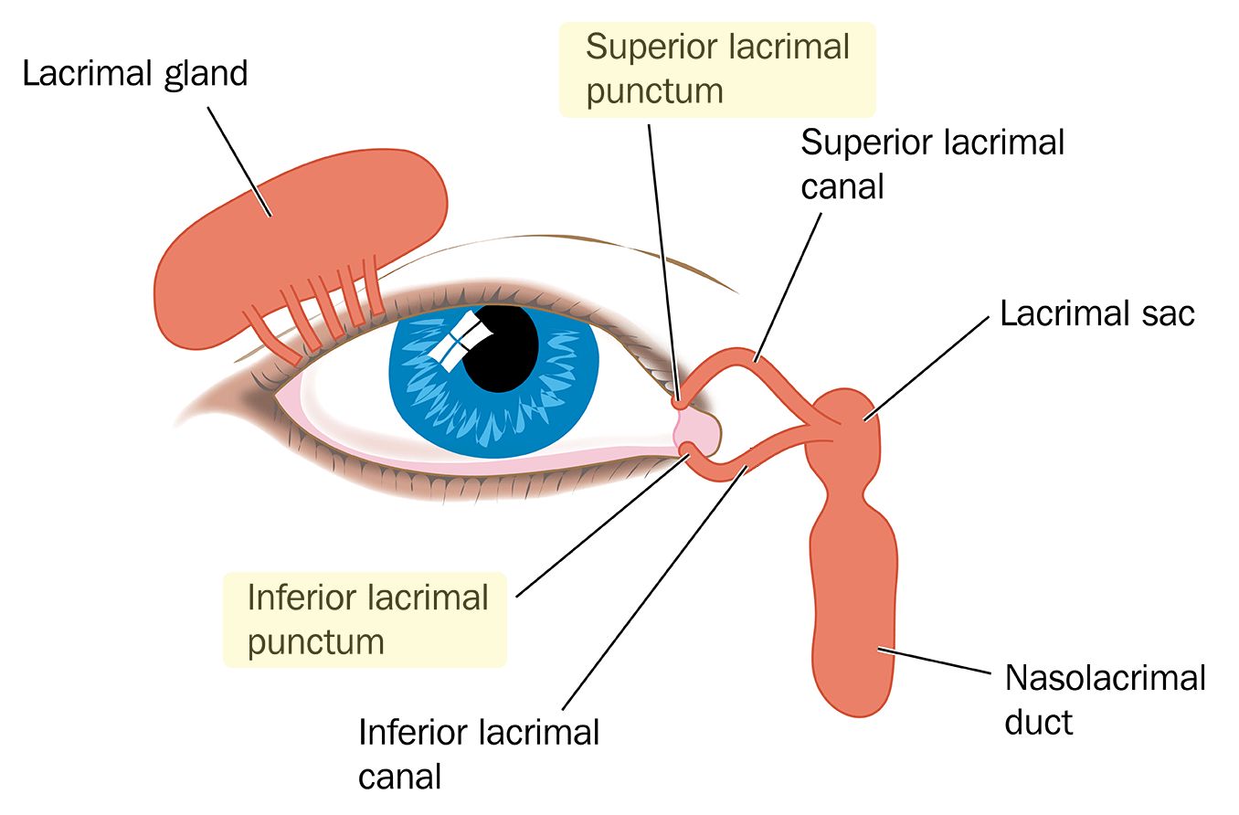 illustration of the lacrimal punctum of the eye