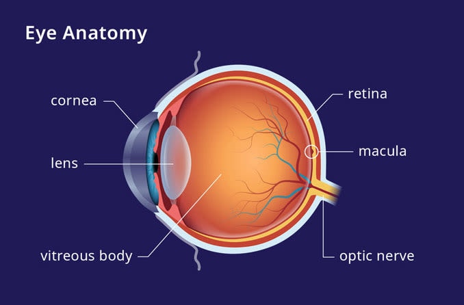 eye anatomy illustrating where the macula is located on an eyeball