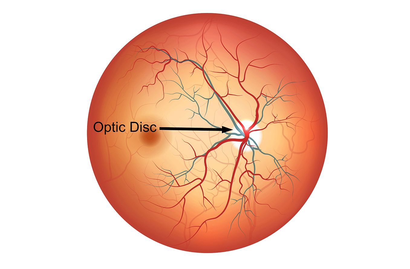 The optic disc is a round section at the back of the eye.