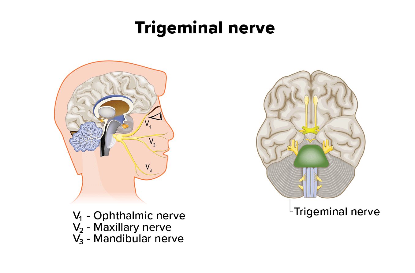 Trigeminal nerve