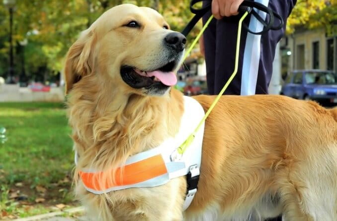 Everything you need to know about guide dogs: Training, ownership, cost and more