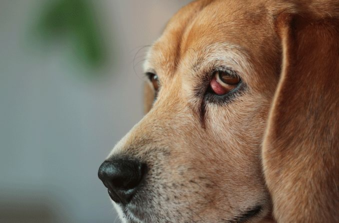 Cherry eye in dogs: Causes, stages and treatment