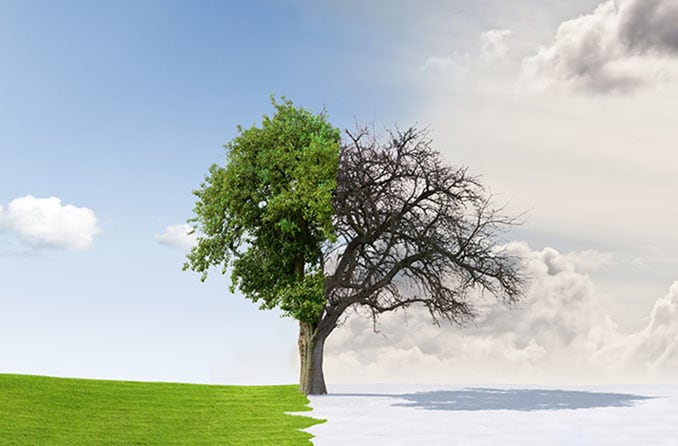 A tree separated by winter and summer weather