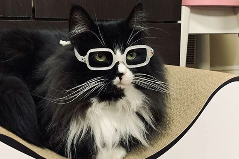 Truffles the cat wearing white eyeglasses