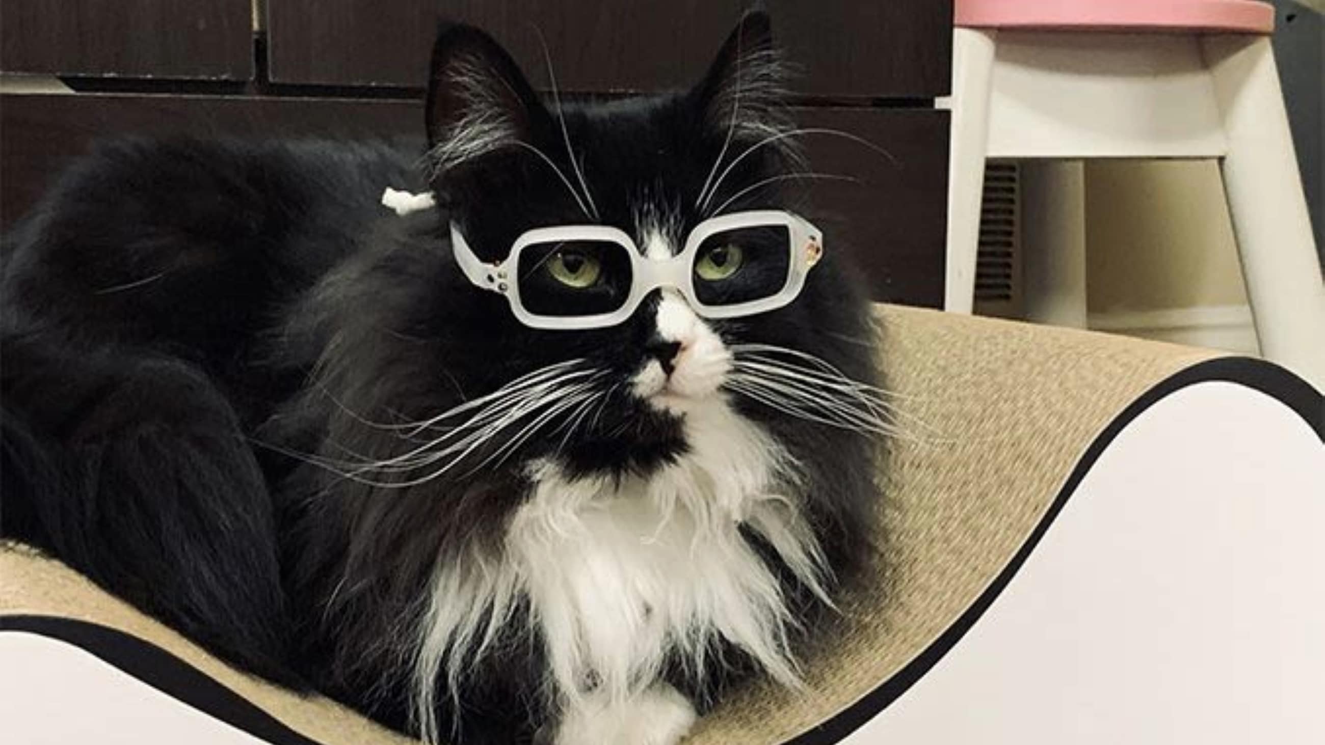 Truffles the cat is making it fun to wear glasses for kids Truffles the cat is making it fun to wear glasses for kids