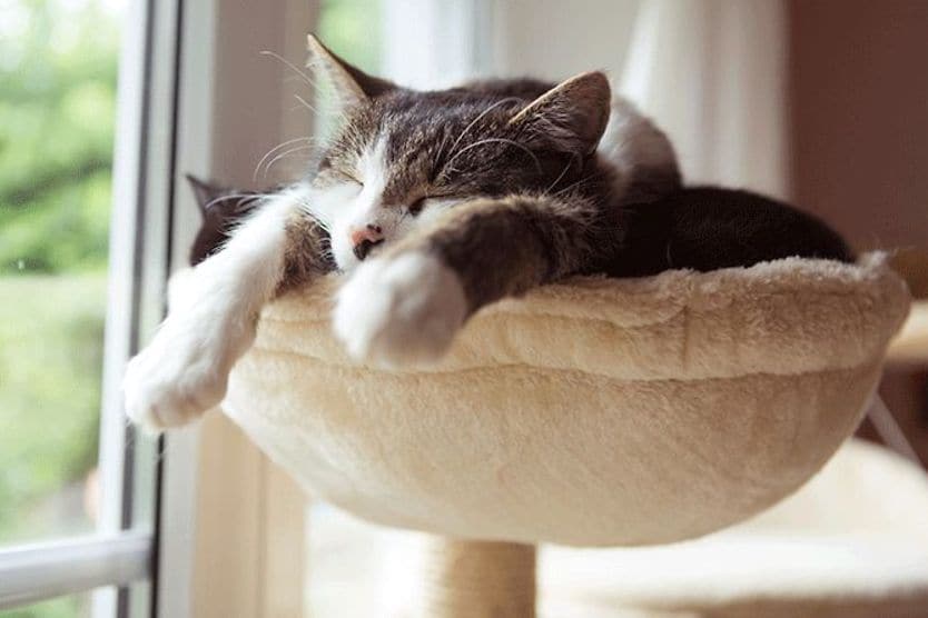 cat sleeping