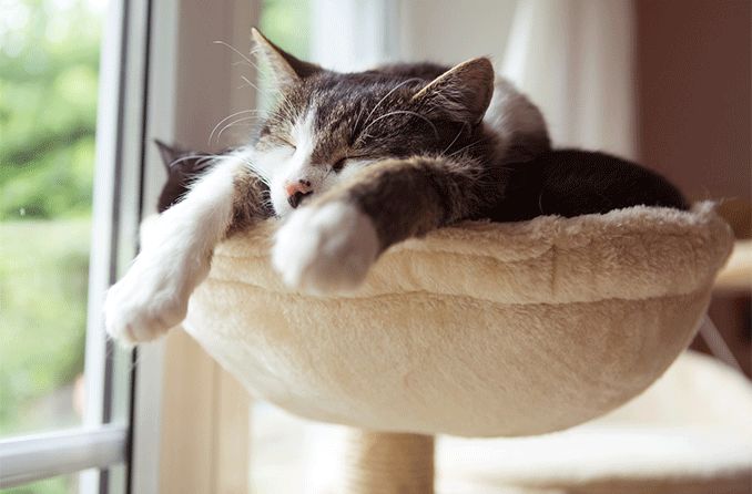 What is the third eyelid in cats? What is the third eyelid in cats?
