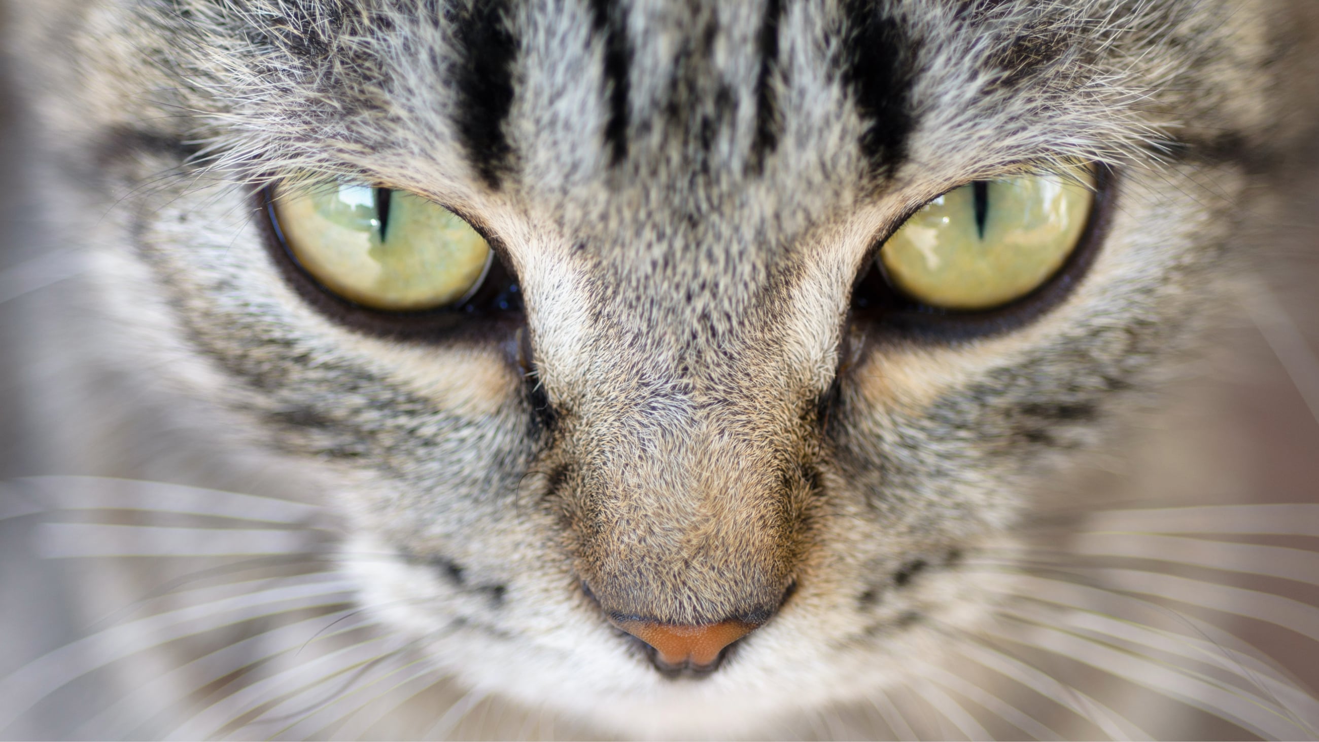 Cat eyes and vision: How cats see the world Cat eyes and vision: How cats see the world