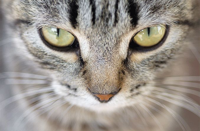 Cat eyes and vision: How cats see the world