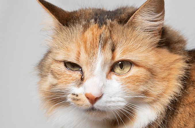 What causes eye discharge in cats?