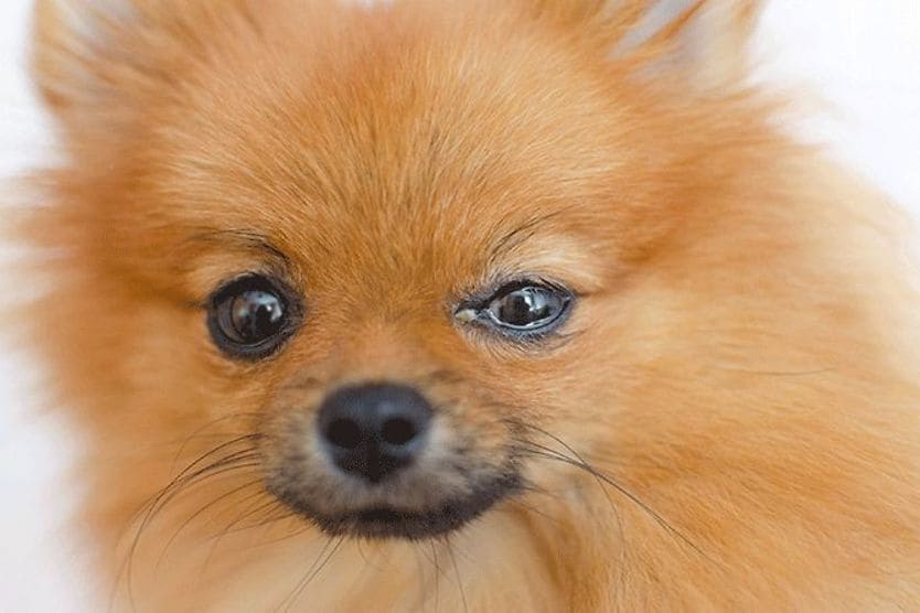 A Pomeranian dog with eye discharge